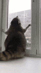 a raccoon is standing on a window sill and looking out the window .
