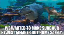 Finding Nemo Anchor GIF - Finding Nemo Anchor We Wanted To Make Sure Our Newest Member GIFs