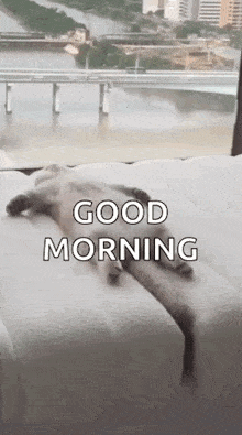 Cat Sleep GIF - Cat Sleep Good Morning GIFs