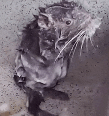 Pacarana Bathing Rat GIF
