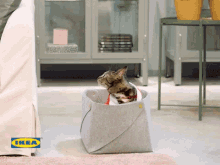 Ikea Cat GIF - Ikea Cat GIFs