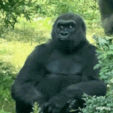 a gorilla is sitting in the grass and looking at the camera with imgplay written on the bottom