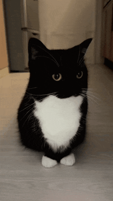 Tuxedo Cat Uni GIF - Tuxedo Cat Uni Stare GIFs