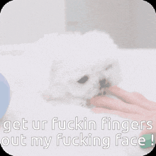 a white dog laying on a bed with a caption that says get ur fuckin fingers out my fucking face