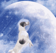 Doge To The Moon GIF - Doge To The Moon GIFs