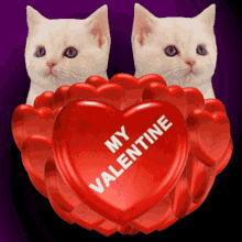 my valentine be my valentine valentines day valentines day kittens happy valentines day