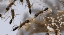 Insect Ant GIF - Insect Ant GIFs