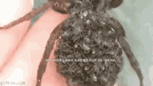 Spider Babies On Body GIF - Spider Babies On Body Insect GIFs