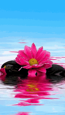 Floral Zen GIF - Floral Zen GIFs
