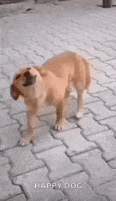 a dog is standing on a brick sidewalk looking up at the sky .