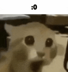 a close up of a cat 's face with a caption that says `` 0 '' .