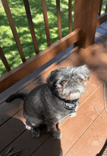 a small black dog is sitting on a wooden deck
