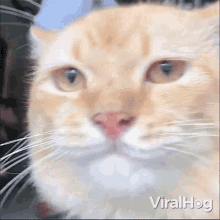 Tongue Out Viralhog GIF - Tongue Out Viralhog Cat GIFs