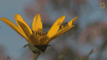 Bee Fly Away GIF - Bee Fly Away Leaving GIFs