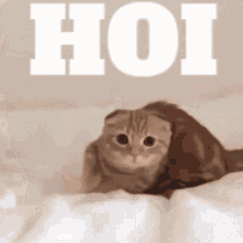 Cat Hoi You Eat Already Or Not GIF - Cat Hoi You Eat Already Or Not You Eat Already GIFs