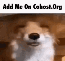 Add Me On Cohost Cohost GIF - Add Me On Cohost Cohost Fox GIFs