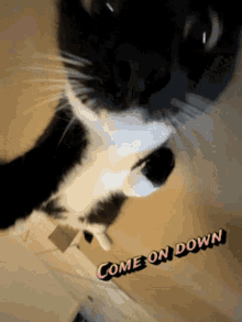 Come On GIF - Come On Cat GIFs