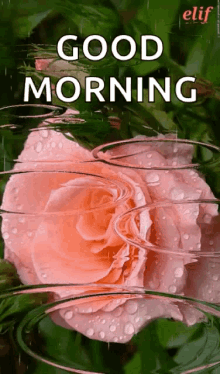 Good Morning Reflection GIF - Good Morning Reflection Roses GIFs