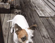 Drinking Dog GIF - Drinking Dog Gimbletone GIFs