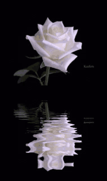 Whites White Rose GIF - Whites White Rose GIFs