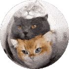Cat Kitty Sticker - Cat Kitty Csipio Stickers
