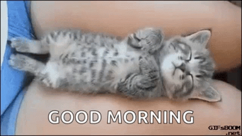Cats Cute GIF - Cats Cute Sleepy - Discover & Share GIFs