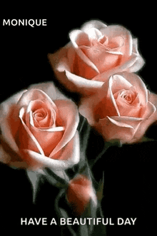Roses Blooming Roses GIF