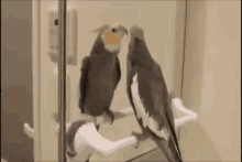 ほっぺ赤い　ほっぺあかい GIF - Bird Redcheeks Parrot GIFs