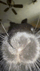 a closeup of a cat 's nose with a ceiling fan in the background