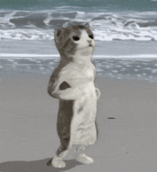 Cat Stretching GIF - Cat Stretching Shadowboxing GIFs