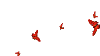 a group of red butterflies are flying in a circle on a white background