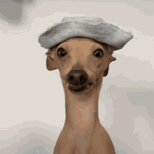 Pet Lover GIF - Pet Lover Funny GIFs