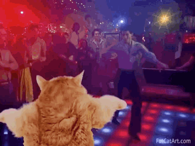 cats partying