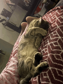 a cat is laying on a blanket with its paws covering its eyes