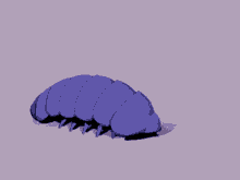 roly poly pill bug insect bug
