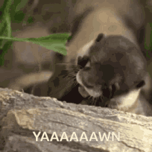longdripseason sucktea otters otter yawning