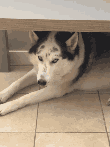 Totem Dog GIF - Totem Dog Husky GIFs