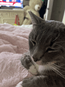 a cat laying on a pink blanket with a teddy bear in the background