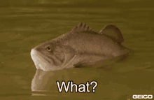 Geico - What GIF - Fish Open Mouth What GIFs