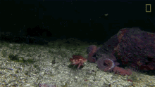 Octopus Catching A Crab Camouflage Queen GIF