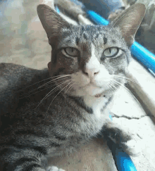 a close up of a cat with green eyes laying on a table