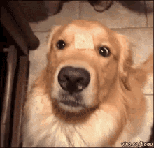 So Concerned GIF - Golden Retriever Dog Treat GIFs
