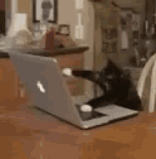 Cat Typing GIF - Cat Typing Working GIFs