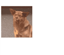 El Perro Chilaquil Es  Un Principe GIF - Beast Dog Puppy GIFs