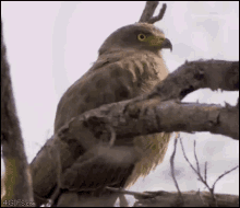 Oh Em Gee GIF - Hawk Bird Omg GIFs