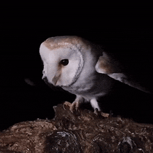 a white owl is perched on a tree branch