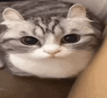 a close up of a cat 's face with big eyes .