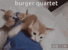 Burger Quartet Bq GIF - Burger Quartet Bq Burger GIFs