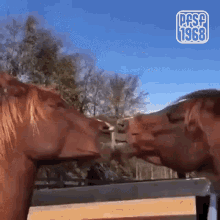 Pfsf1968 Horse GIF - Pfsf1968 Horse Kissing GIFs