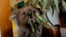Eating The Future Of Koalas GIF - Eating The Future Of Koalas Chewing GIFs